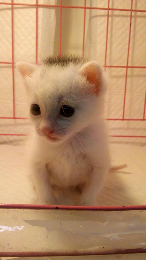 ⶭӢְ